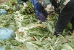 老坛酸菜最新爆料新闻,最新爆料揭露惊人内幕