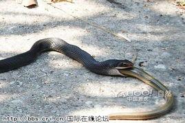 娱乐吃瓜酱大胖蛇,揭秘娱乐圈背后的秘密与趣闻