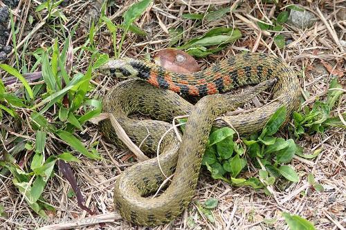 娱乐吃瓜酱大胖蛇,揭秘娱乐圈背后的秘密与趣闻