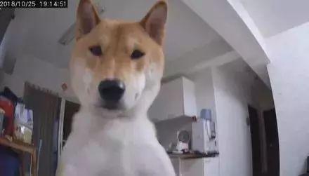 娱乐吃瓜酱监控小狗,小狗日常萌态大曝光！