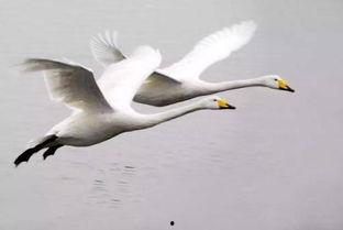 天鹅娱乐资讯吃瓜