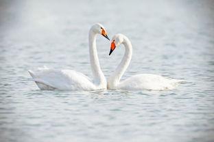 天鹅娱乐资讯吃瓜