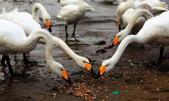 天鹅娱乐资讯吃瓜