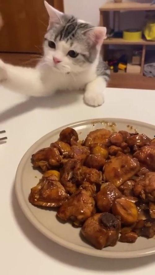 娱乐吃瓜酱鸡抢食