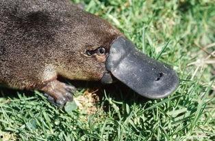 娱乐吃瓜酱鸭嘴兽