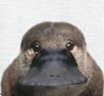 娱乐吃瓜酱鸭嘴兽