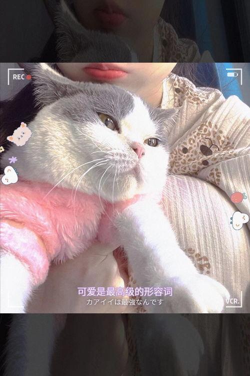 娱乐吃瓜君七七猫咪,娱乐吃瓜君的萌宠日常