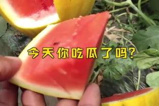 娱乐吃瓜起什么名字,揭秘明星幕后吃瓜大揭秘